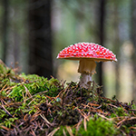 fly agaric