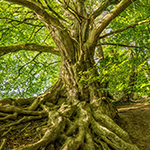 branching tree