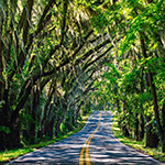 road through forest