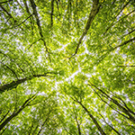 towering trees